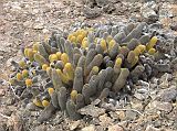 Galapagos 7-1-11 Genovesa Prince Philips Steps Lava Cactus The forest stops abruptly at a ridge of lava, beyond which is a barren field of broken lava punctuated by lava cactus, found only in Galapagos. Growing in lava fields, small lava cactus grow in clumps measuring up to 60cm in height. The youngest growth is the yellow areas of the cactus, the yellow caused by a reflection of the sun hitting the plant. The spines on the lava cactus collect moisture when there is drizzle and fog.